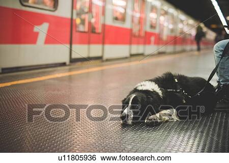 Stock Photograph - Portrait of dog lying subway station floor. Fotosearch