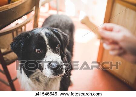 Portrait of dog staring at owners hand and dog biscuit View Large Photo Image Stock Photograph - Portrait of dog staring at owners hand and dog biscuit. Fotosearch