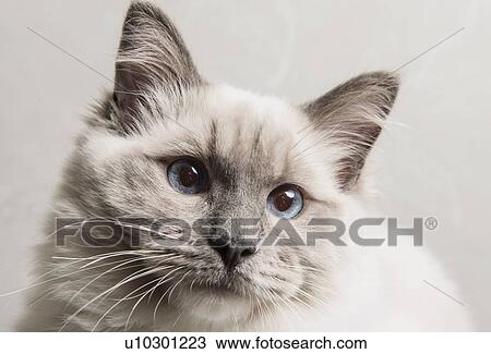Stock Image - "Portrait of face of Ragdoll cat, close-up". Fotosearch