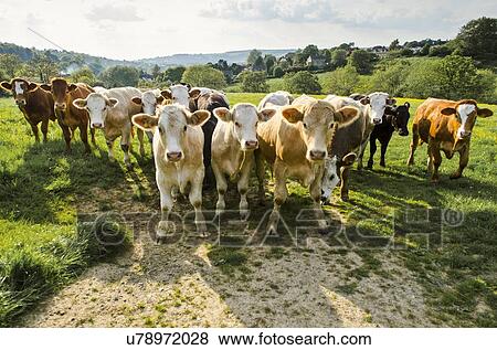 Stock Photo - Portrait of herd of cows in rural green field. Fotosearch