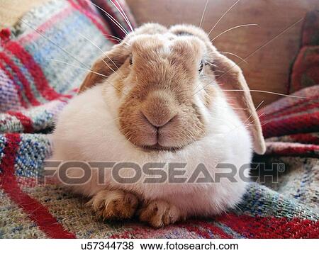 Portrait of pet rabbit lying on sofa rug View Large Photo Image Stock Photo - Portrait of pet rabbit lying on sofa rug. Fotosearch