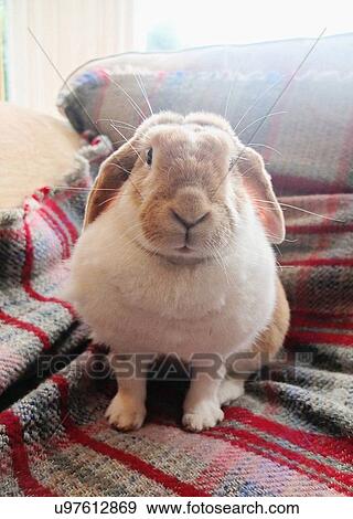 Stock Photo - Portrait of pet rabbit sitting up on sofa rug. Fotosearch