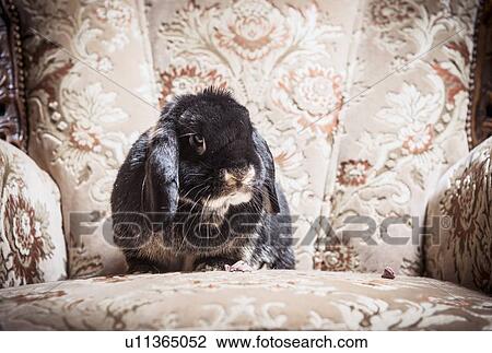 Portrait of rabbit sitting on chair View Large Photo Image Stock Image - Portrait of rabbit sitting on chair. Fotosearch