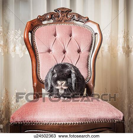 Stock Image - Portrait of rabbit sitting on chair. Fotosearch