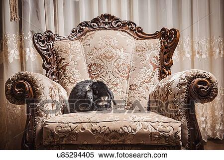 Portrait of rabbit sitting on ornate chair View Large Photo Image Stock Photography - Portrait of rabbit sitting on ornate chair. Fotosearch