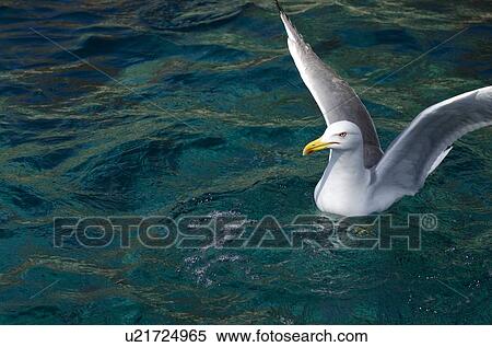 Stock Photography - Portrait of seagull floating on sea with wings spread. Fotosearch