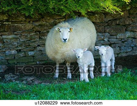 Stock Photo - Portrait of Sheep and two lambs sheltering by stone wall. Fotosearch