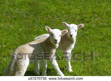 Stock Photography - Portrait of two cute lambs in field. Fotosearch