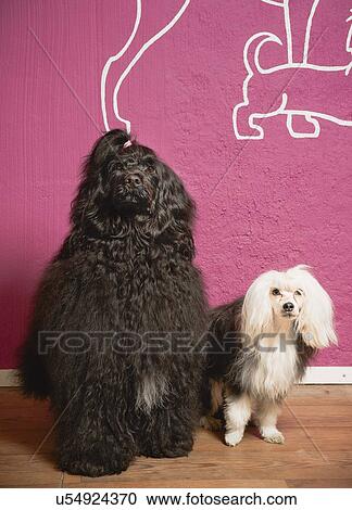 Stock Image - Portrait of two dogs in grooming salon. Fotosearch