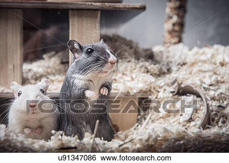 Stock Photograph - Portrait of two gerbils looking out of cage. Fotosearch