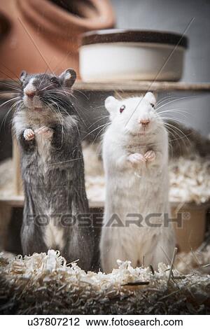Portrait of two gerbils standing on back legs View Large Photo Image Stock Image - Portrait of two gerbils standing on back legs. Fotosearch