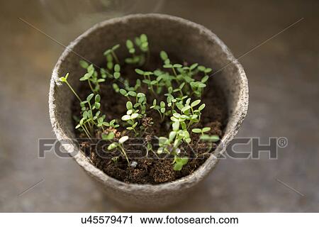 Pot of seedlings View Large Photo Image Stock Image - Pot of seedlings. Fotosearch