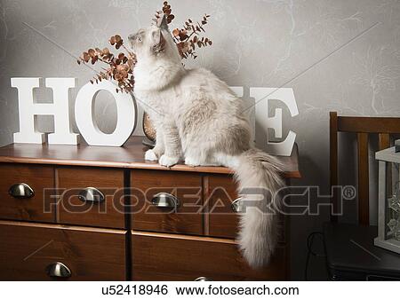 Ragdoll cat sitting on sideboard View Large Photo Image Stock Photograph - Ragdoll cat sitting on sideboard. Fotosearch