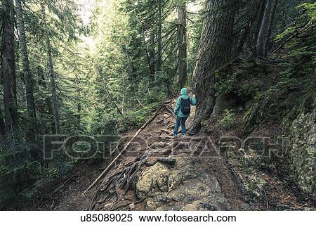 "Rear view of female hiker moving down steep mountain forest, British Columbia, Canada" View Large Photo Image Stock Photography - "Rear view of female hiker moving down steep mountain forest, British Columbia, Canada". Fotosearch