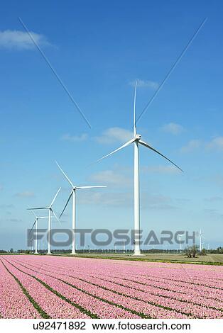 "Rows of pink flower blooms and wind turbines, Zeewolde, Flevoland, Netherlands" View Large Photo Image Stock Image - "Rows of pink flower blooms and wind turbines, Zeewolde, Flevoland, Netherlands". Fotosearch