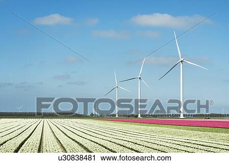 "Rows of white and pink flower blooms and wind turbines, Zeewolde, Flevoland, Netherlands" View Large Photo Image Stock Image - "Rows of white and pink flower blooms and wind turbines, Zeewolde, Flevoland, Netherlands". Fotosearch