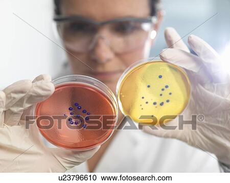 Scientist examining set of petri dishes in microbiology lab View Large Photo Image Stock Image - Scientist examining set of petri dishes in microbiology lab. Fotosearch