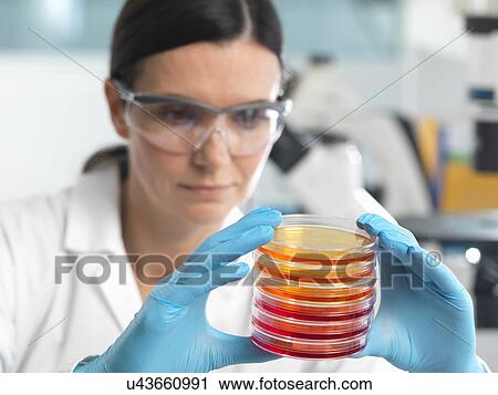 Stock Image - Scientist examining set of petri dishes in microbiology lab. Fotosearch