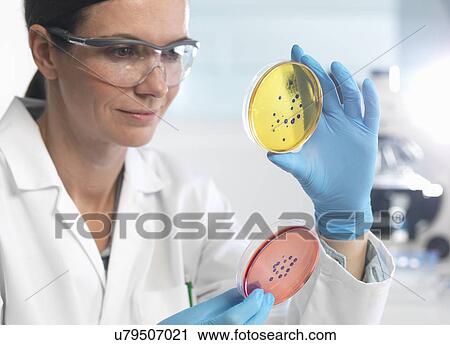 Stock Image - Scientist examining set of petri dishes in microbiology lab. Fotosearch