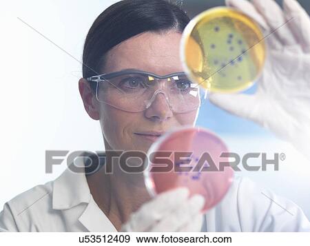 Stock Photo - Scientist examining set of petri dishes in microbiology lab. Fotosearch