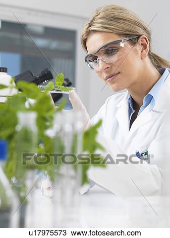 Stock Image - Scientist viewing development of experimental plants in research laboratory. Fotosearch