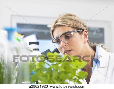 Stock Image - Scientist viewing development of experimental plants in research laboratory. Fotosearch