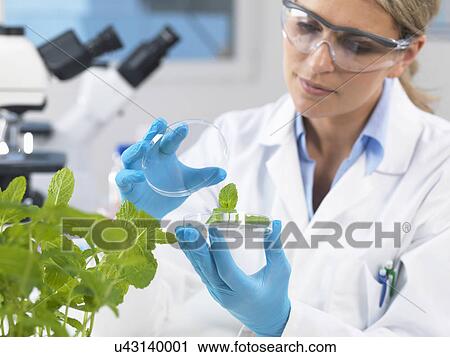 Stock Image - Scientist viewing development of experimental plants in research laboratory. Fotosearch