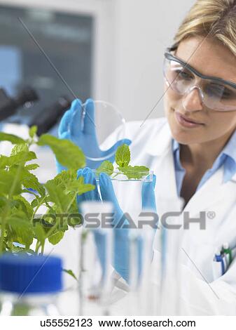 Scientist viewing development of experimental plants in research laboratory View Large Photo Image Stock Image - Scientist viewing development of experimental plants in research laboratory. Fotosearch