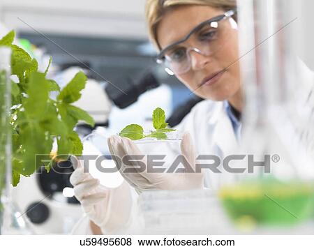 Stock Photo - Scientist viewing development of experimental plants in research laboratory. Fotosearch