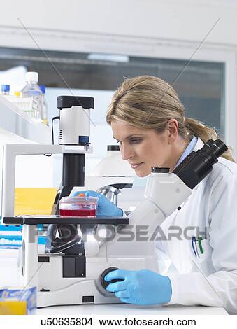 Picture - Scientist viewing stem cell cultures growing in growth medium under a inverted microscope in a laboratory. Fotosearch