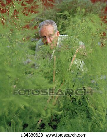 Senior man tending plants in garden View Large Photo Image Stock Image - Senior man tending plants in garden. Fotosearch
