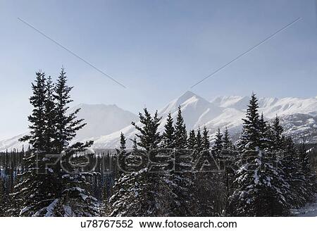 "Snow covered trees, Denali national park, Alaska" View Large Photo Image Stock Image - "Snow covered trees, Denali national park, Alaska". Fotosearch