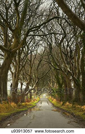 Stock Photo - "The Dark Hedges, Co. Antrim, Northern Ireland". Fotosearch