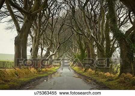 "The Dark Hedges, Co. Antrim, Northern Ireland" View Large Photo Image Stock Photography - "The Dark Hedges, Co. Antrim, Northern Ireland". Fotosearch
