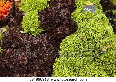 "Traditional French market stall with lettuce on display, Issigeac, France" View Large Photo Image Stock Image - "Traditional French market stall with lettuce on display, Issigeac, France". Fotosearch
