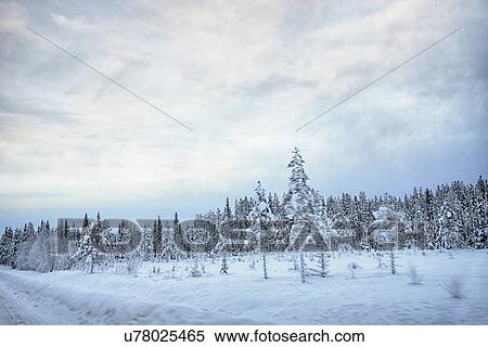 Stock Photography - "View of roadside and snow covered trees, Hemavan, Sweden". Fotosearch
