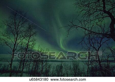 "View of silhouetted trees and aurora borealis at night, Hemavan, Sweden" View Large Photo Image Stock Image - "View of silhouetted trees and aurora borealis at night, Hemavan, Sweden". Fotosearch