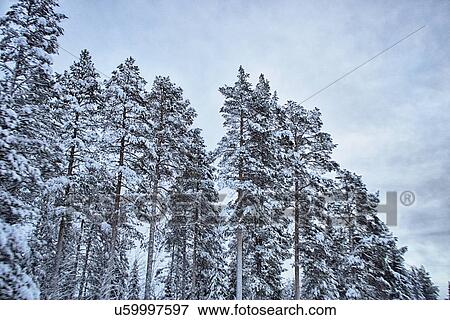 Stock Photo - "View of snow covered trees, Hemavan, Sweden". Fotosearch