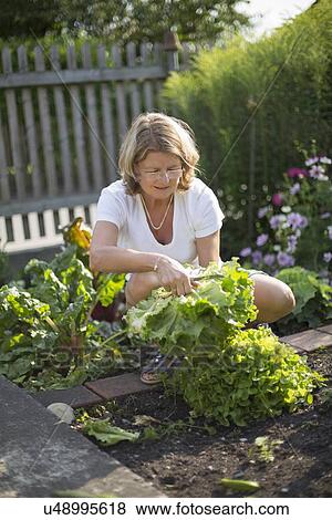 Woman harvesting lettuce in garden View Large Photo Image Stock Photo - Woman harvesting lettuce in garden. Fotosearch