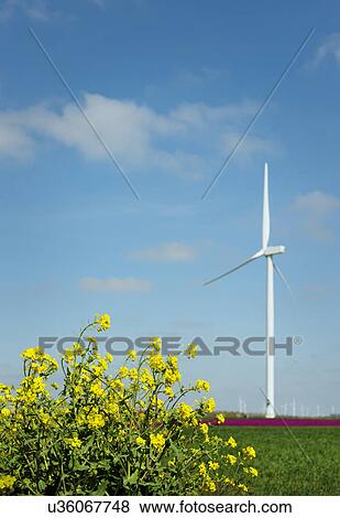 "Yellow weed in front of magenta flower blooms and wind turbine, Zeewolde, Flevoland, Netherlands" View Large Photo Image Stock Photo - "Yellow weed in front of magenta flower blooms and wind turbine, Zeewolde, Flevoland, Netherlands". Fotosearch