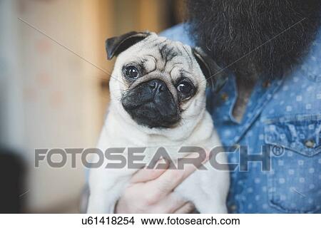 Young bearded man carrying dog in arms View Large Photo Image Picture - Young bearded man carrying dog in arms. Fotosearch