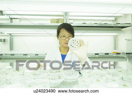 Young female scientist looking at plant sample in petri dish in lab View Large Photo Image Stock Image - Young female scientist looking at plant sample in petri dish in lab. Fotosearch