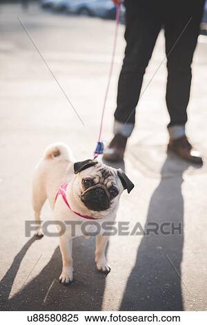 Young man walking dog on street View Large Photo Image Stock Photography - Young man walking dog on street. Fotosearch