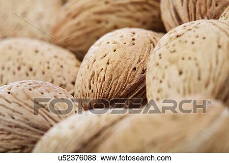 Almond in shell on white background View Large Photo Image Stock Photo - Almond in shell on white background. Fotosearch
