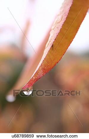 Stock Photo - Autumn colors in the forest. Fotosearch