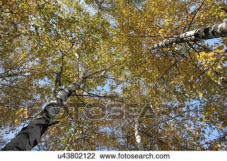 Autumn colors in the park View Large Photo Image Stock Image - Autumn colors in the park. Fotosearch