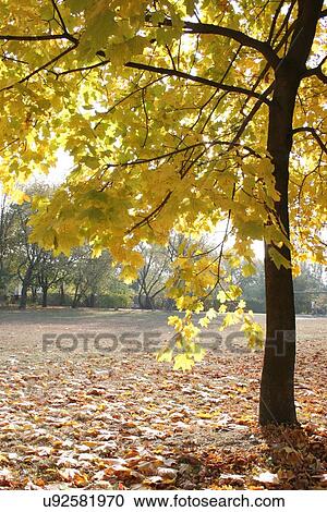 Autumn colors in the park View Large Photo Image Stock Image - Autumn colors in the park. Fotosearch