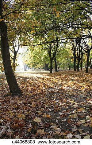 Autumn colors in the park View Large Photo Image Stock Photo - Autumn colors in the park. Fotosearch