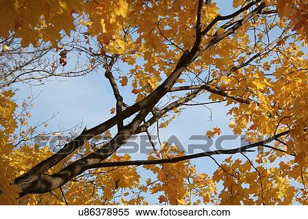 Autumn colors in the park View Large Photo Image Stock Photography - Autumn colors in the park. Fotosearch