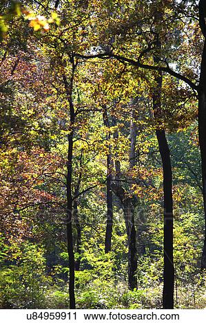 Autumn trees in woods View Large Photo Image Stock Image - Autumn trees in woods. Fotosearch